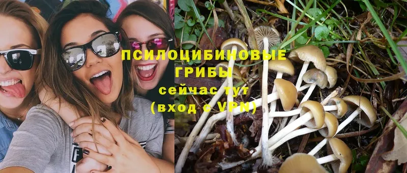 где найти наркотики  Рыльск  Псилоцибиновые грибы Psilocybe 